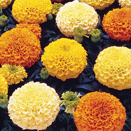Cluster of marigold flowers in varying shades of yellow, orange, and cream with dark green leaves beneath clustered blooms.