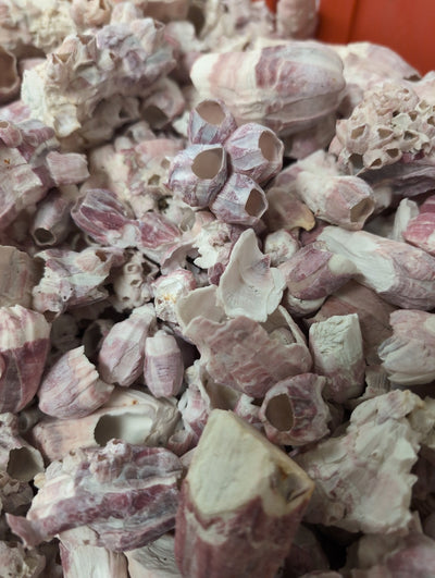 Close-up of natural Gulf Coast barnacle shells in purplish-gray and white tones for crafting
