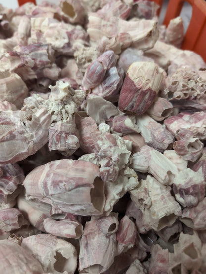 Close-up of natural Gulf Coast barnacle shells in purplish-gray and white tones for crafting