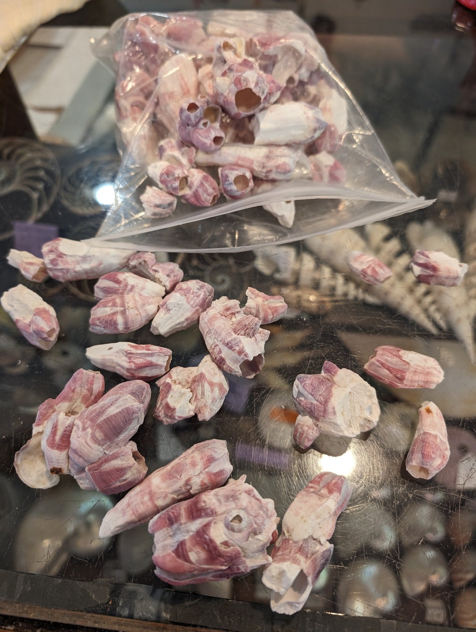 Close-up of natural Gulf Coast barnacle shells in purplish-gray and white tones for crafting