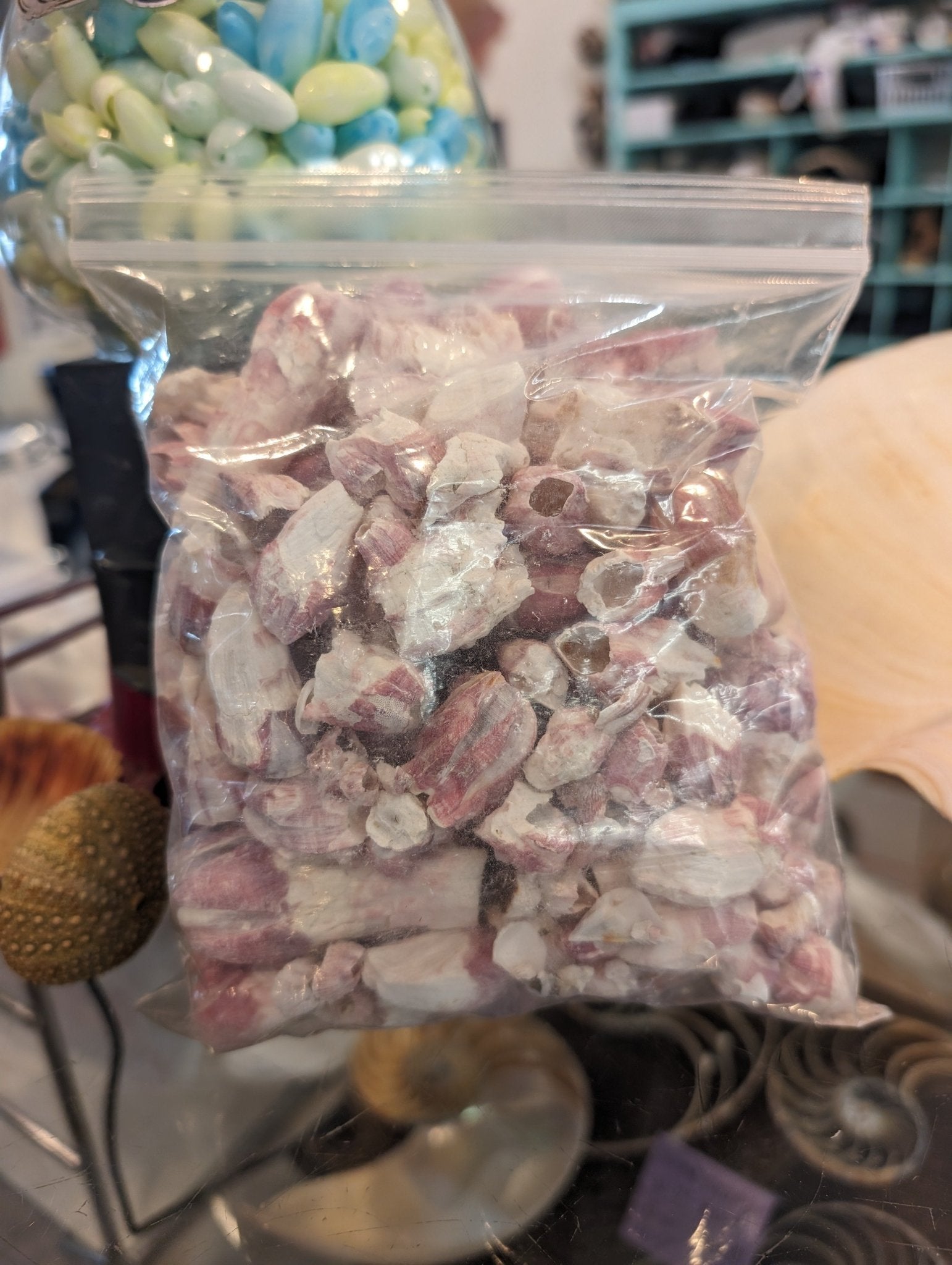 Close-up of natural Gulf Coast barnacle shells in purplish-gray and white tones for crafting