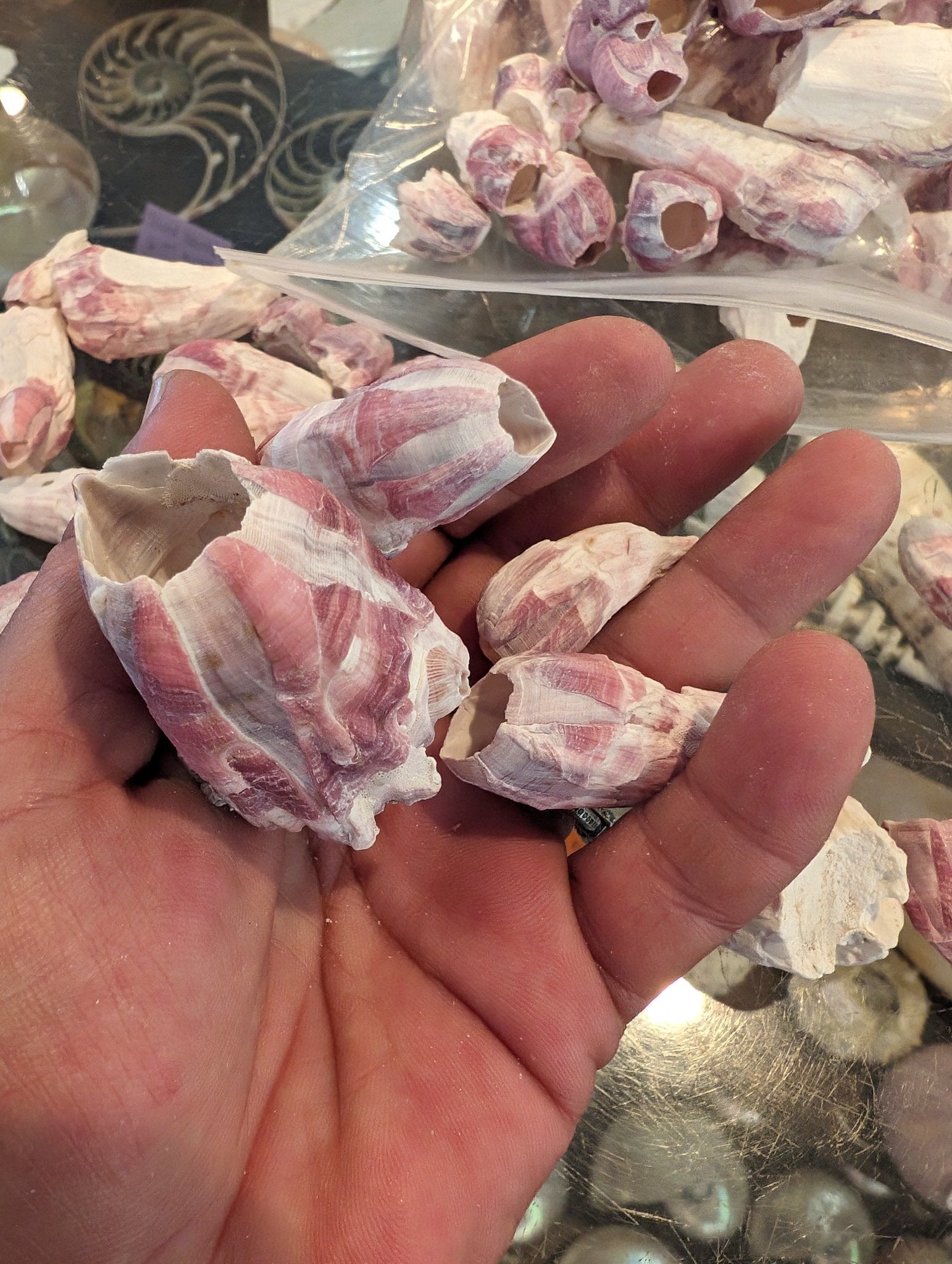 Close-up of natural Gulf Coast barnacle shells in purplish-gray and white tones for crafting