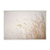 Close-up of delicate beige marsh grasses gently swaying against a pale, softly blurred background, framed in white.