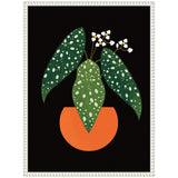 Illustration of a polka dot begonia plant with three green spotted leaves and small white flowers in an orange semi-circular pot against a black background, framed in white.