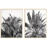 Two framed black-and-white photographic prints featuring close-up views of dense palm fronds with detailed textures, each framed in light wood and set side by side against white background.