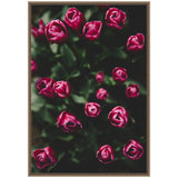 Close-up of dark pink tulip buds with green leaves, framed with an ornate, narrow brown frame, set against a blurred dark background.