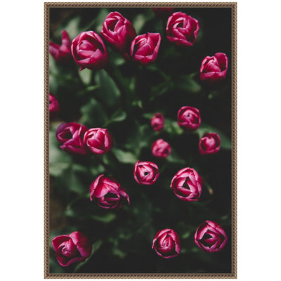 Sylvie Moody Dark Pink Tulips in Bloom Framed Canvas by Patricia Hasz