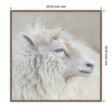 Close-up side profile of a white sheep with thick, curly fleece and soft facial features against a plain, muted background framed in a light wooden frame.