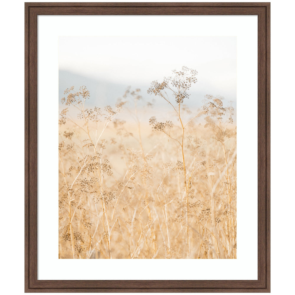 Framed Art piece titled 'Wild Fennel' showing golden grasses in soft focus, in Florence Medium Brown frame