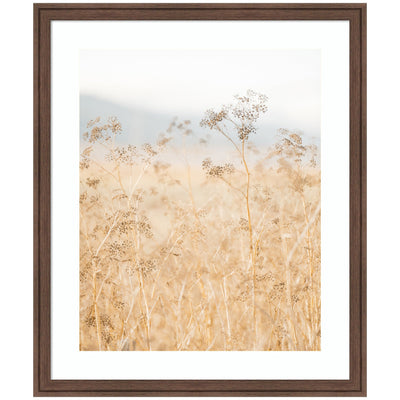 Framed Art piece titled 'Wild Fennel' showing golden grasses in soft focus, in Florence Medium Brown frame