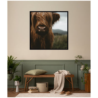 Close Up of Scottish Highland Cattle Baby SQ by Michael Schauer Framed Wall Art Print