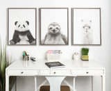Three framed black-and-white animal portraits: a panda on the left, a sloth in the center, and an alpaca on the right, hanging above a white desk with office supplies and plants.