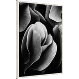 Sylvie black and white flower petals floral art on framed canvas
