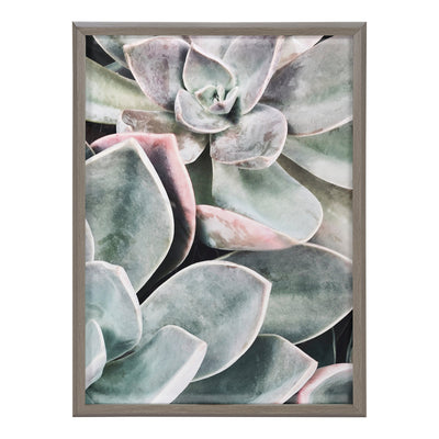 Blake Botanical Succulent Plants 1 Framed Printed Glass by The Creative by kateandlaurel - product image 2 for Resin Society