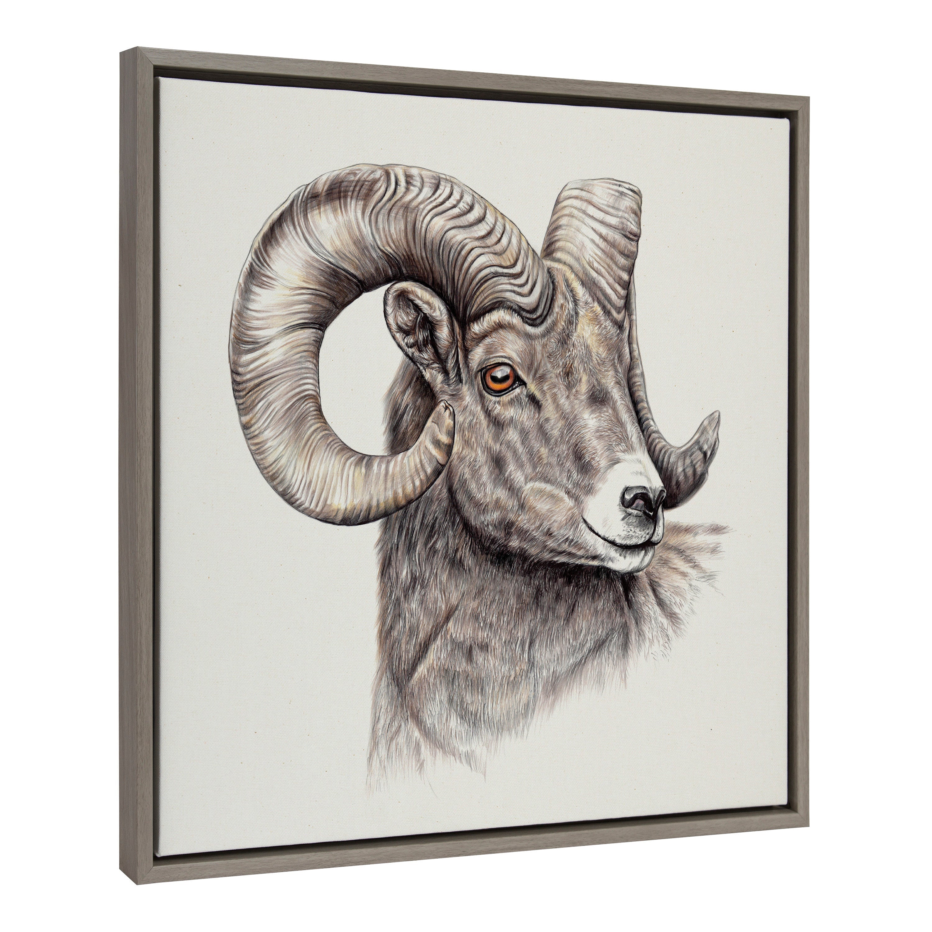 Sylvie Ram Framed Canvas by Ron Dunn