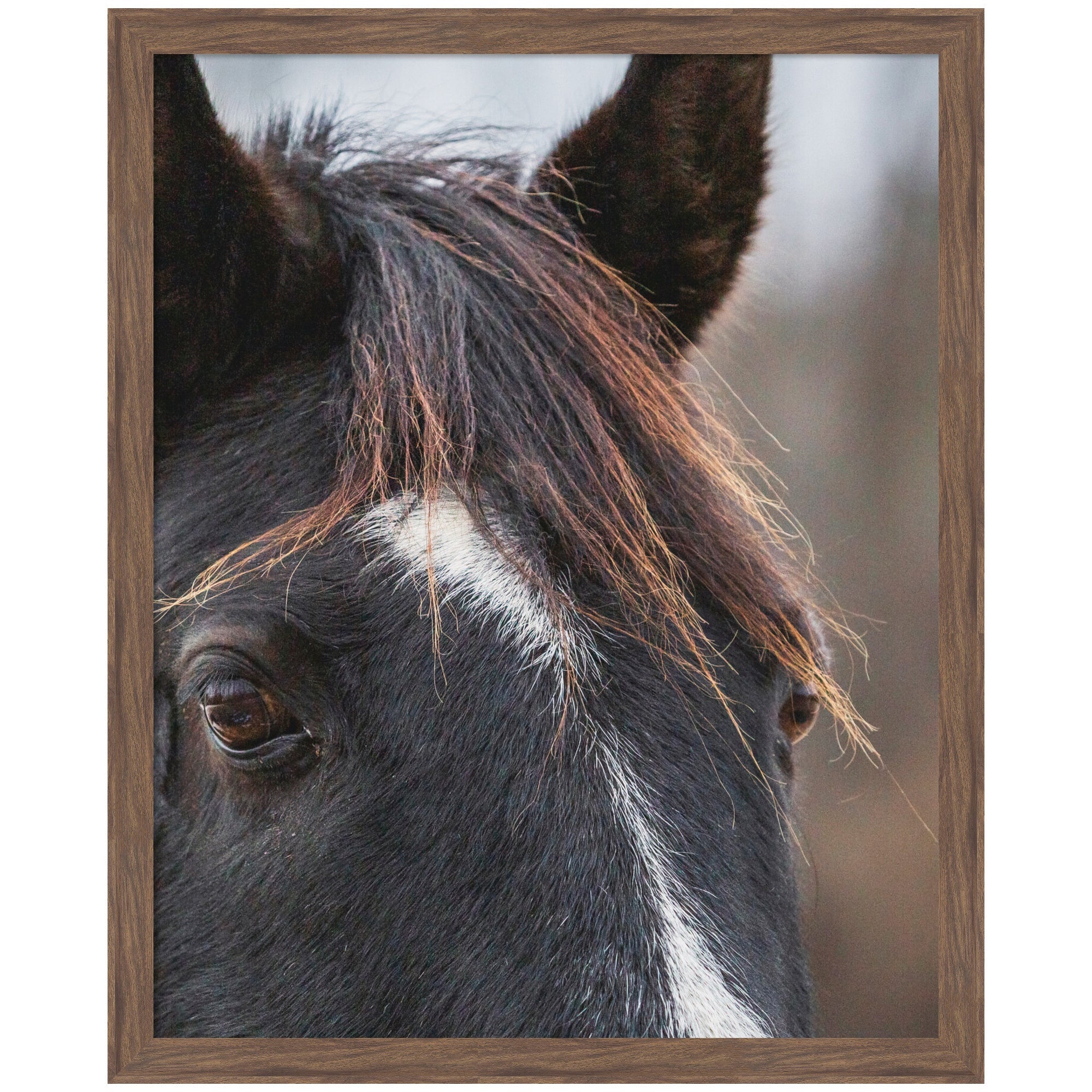 Framed black and white print of a horse by Emiko and Mark Franzen, shown hanging on a wall