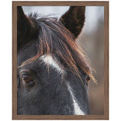 Framed black and white print of a horse by Emiko and Mark Franzen, shown hanging on a wall