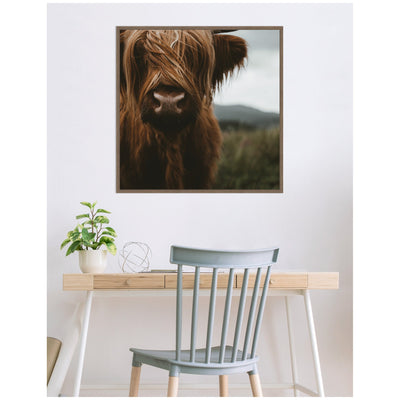 Close Up of Scottish Highland Cattle Baby SQ by Michael Schauer Framed Canvas Wall Art Print