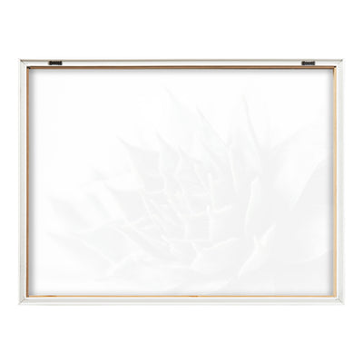 Blake Radical Succulent Framed Printed Glass by Emiko and Mark Franzen of F2Images