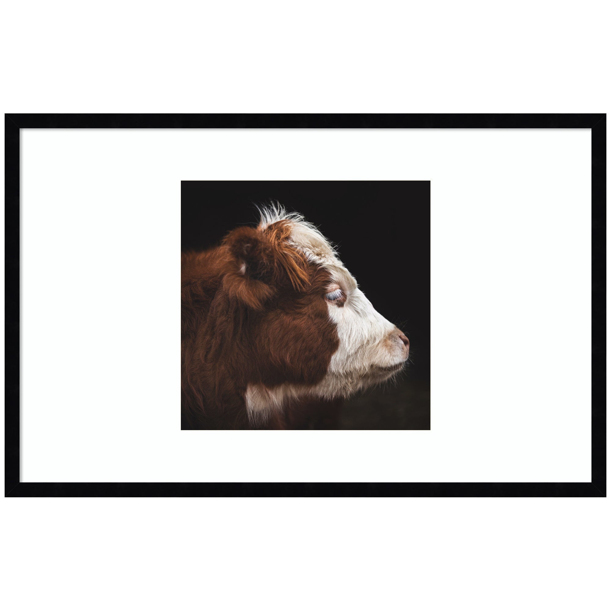 Cow Profile by Emiko and Mark Franzen F2 Images Framed Wall Art Print