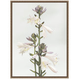 Close-up of a Sylvie Hosta plant with multiple pale purple and white trumpet-shaped flowers on tall green stems, set against a light neutral background in a decorative frame.