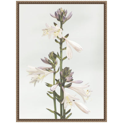 Sylvie Hosta Framed Canvas by Alicia Abla