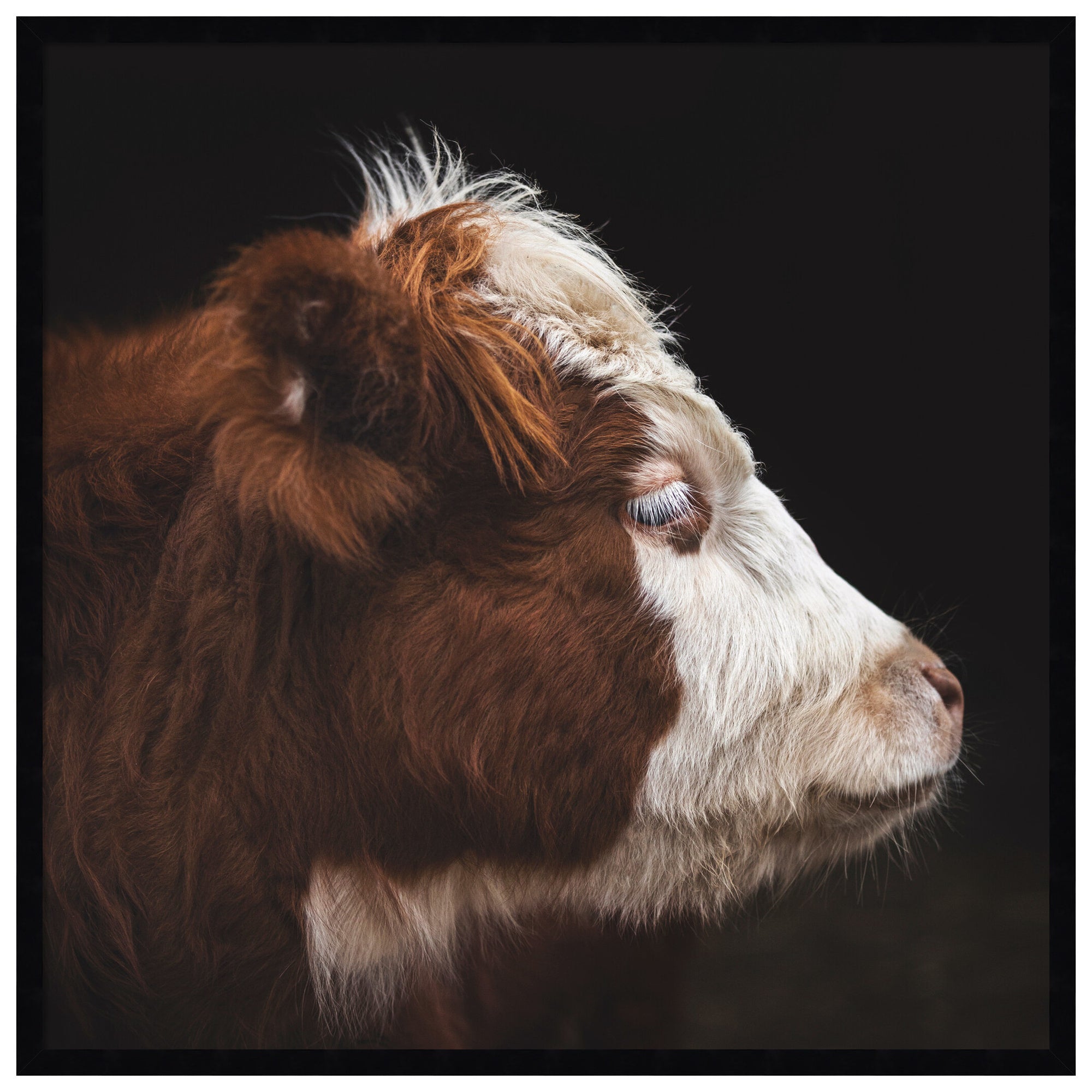 Cow Profile framed wall art print showing a close-up profile of a cow, hand-framed with glossy acrylic, by Emiko and Mark Franzen