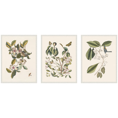 1754 Mark Catesby Botanicals and Avian Studies three framed canvas art pieces arranged on a wall