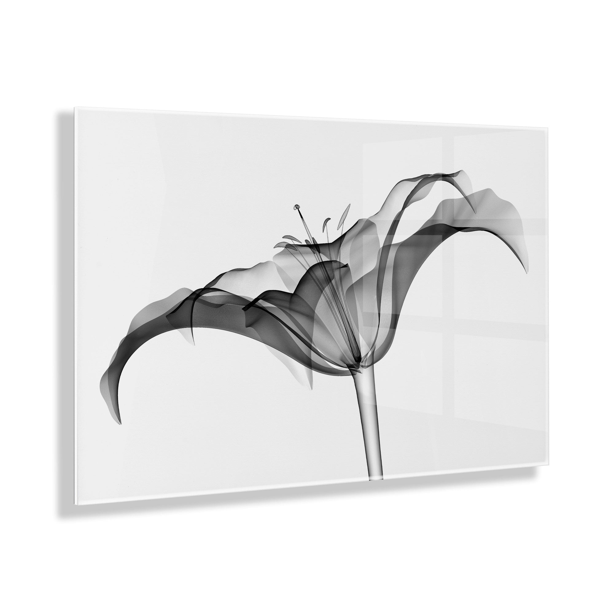 Lily X Ray Floral Floating Acrylic Art by The Creative Bunch Studio by kateandlaurel - product image 12 for Resin Society