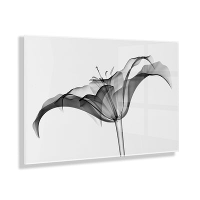 Lily X Ray Floral Floating Acrylic Art by The Creative Bunch Studio by kateandlaurel - product image 12 for Resin Society