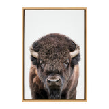 Frontal portrait of a bison with dark brown fur and curved light-colored horns against a plain white background, framed in light wood.