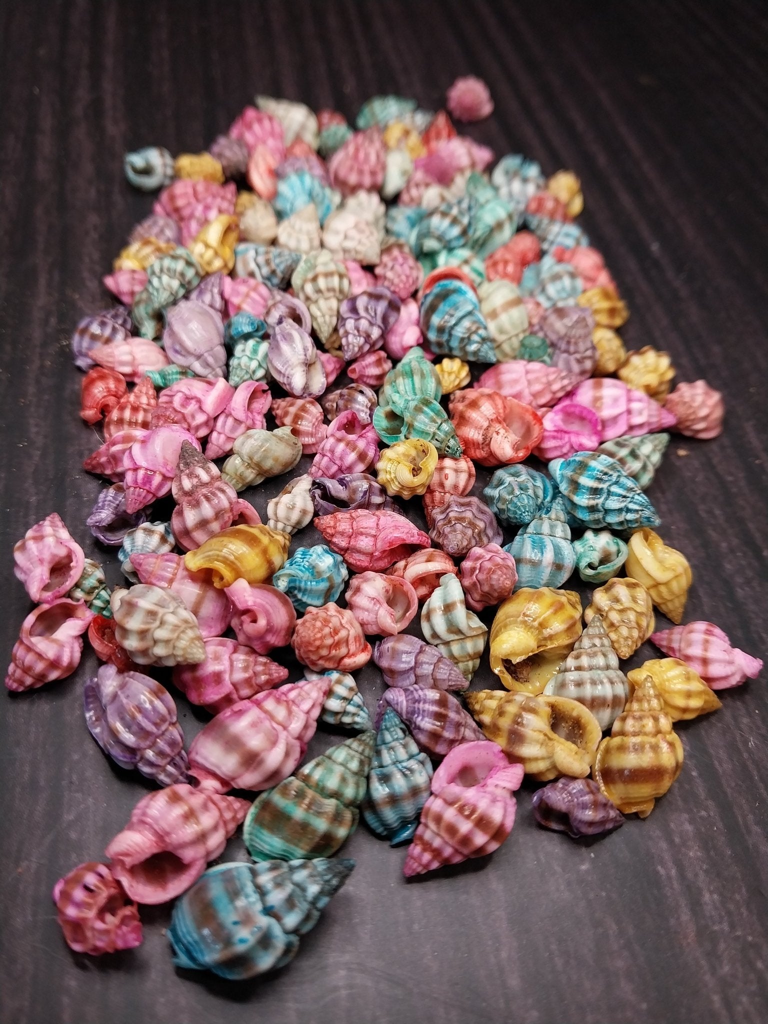 Brightly dyed Nassarius stolatus spiral shells in assorted tropical colors for crafting and jewelry