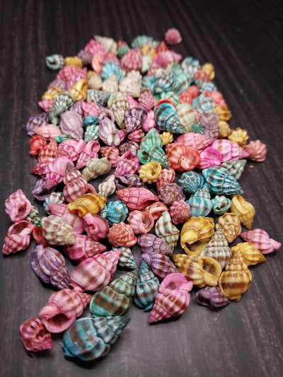 Brightly dyed Nassarius stolatus spiral shells in assorted tropical colors for crafting and jewelry