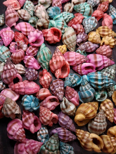 Brightly dyed Nassarius stolatus spiral shells in assorted tropical colors for crafting and jewelry
