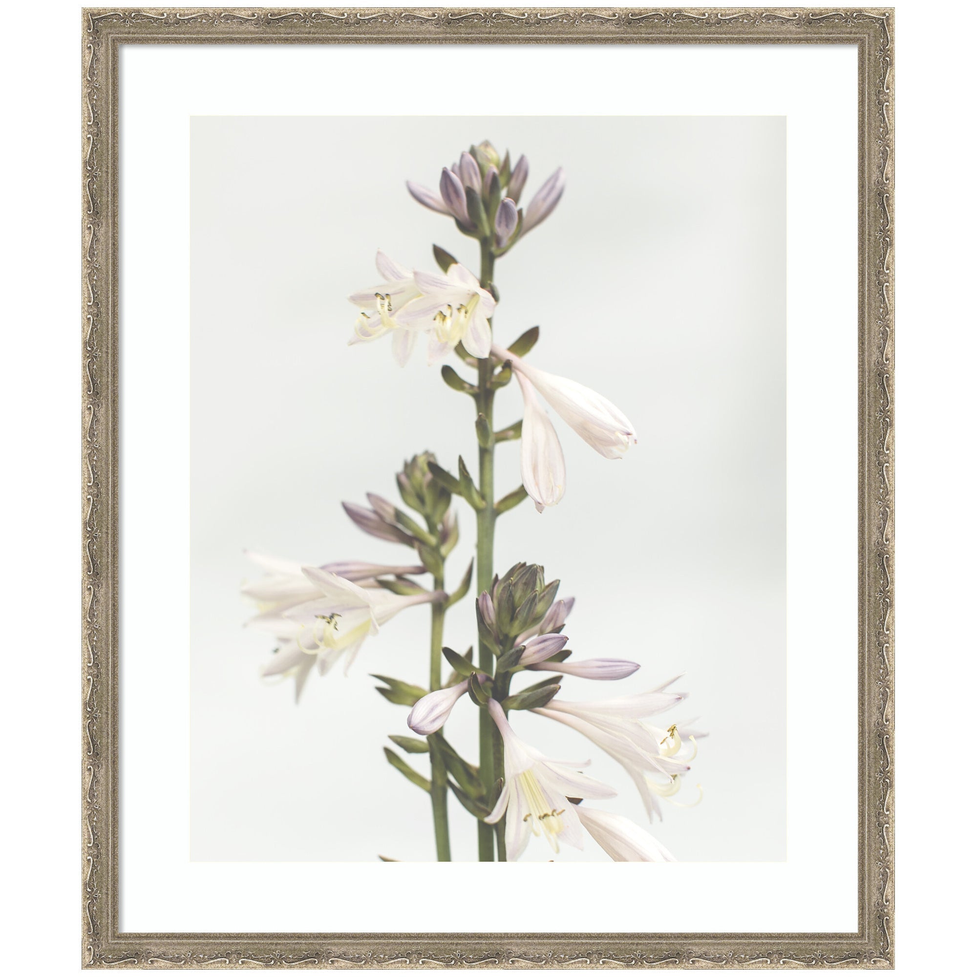 Framed Art Hosta by Alicia Abla showing a tall flower stem with cream and pale purple blossoms in a pastel background