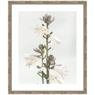 Framed Art Hosta by Alicia Abla showing a tall flower stem with cream and pale purple blossoms in a pastel background
