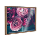 Close-up of pink and burgundy ranunculus flowers with blurred green background in a wooden frame, angled to show depth and reflection on glass.