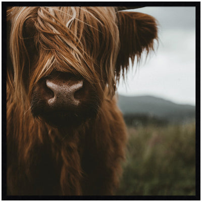 Close Up of Scottish Highland Cattle Baby SQ by Michael Schauer Framed Wall Art Print