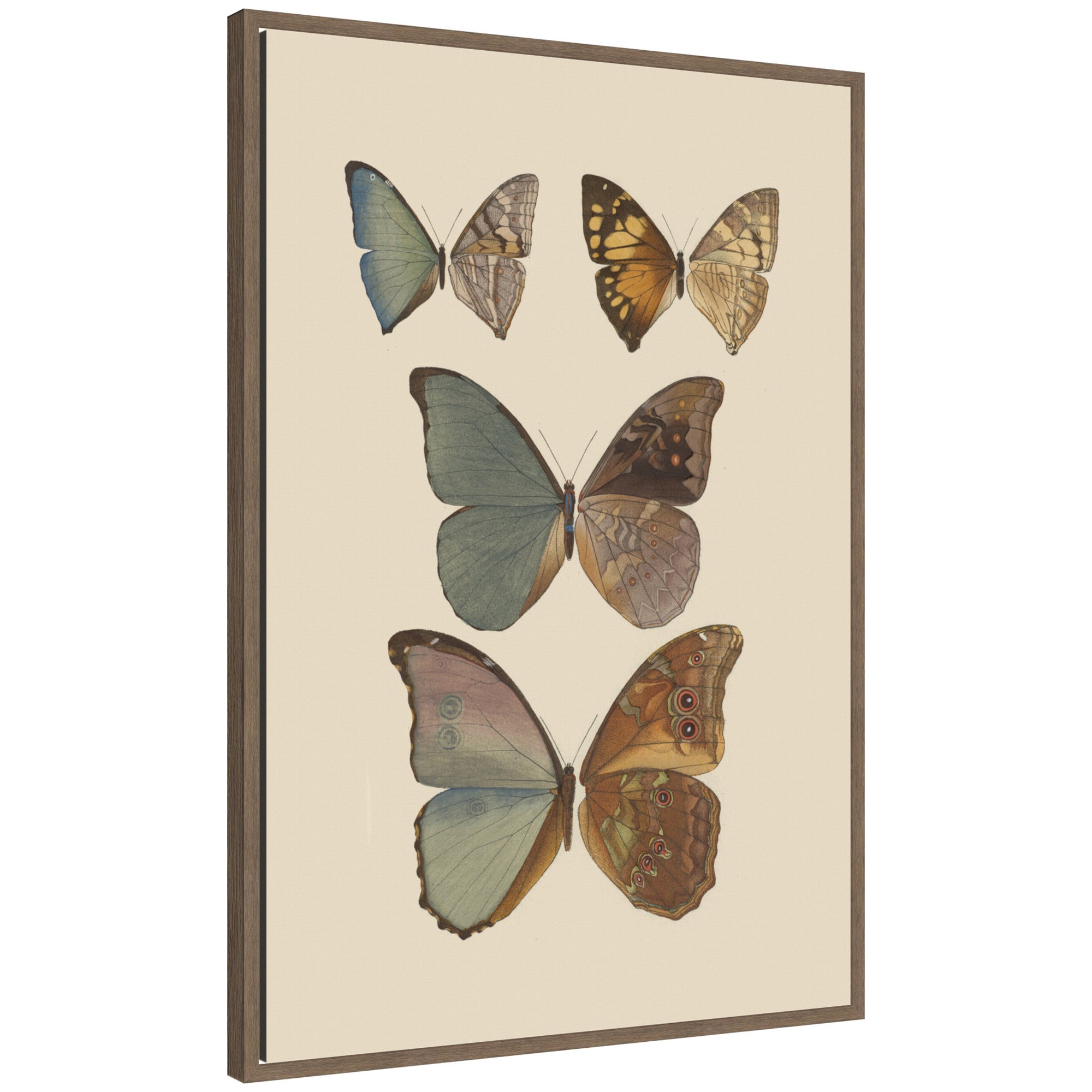 Framed canvas print of Exotische schmetterlinge Pl 067 by Otto Staudinger with various colorful butterflies on a light background in a walnut Sylvie frame.