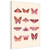 Sylvie Vintage Retro Boho Butterflies framed canvas by Honey Island Studio
