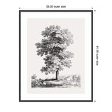 Black and white detailed framed drawing of a tall, leafy tree with a small building and shrubbery in the background, sized 33 by 41 inches.