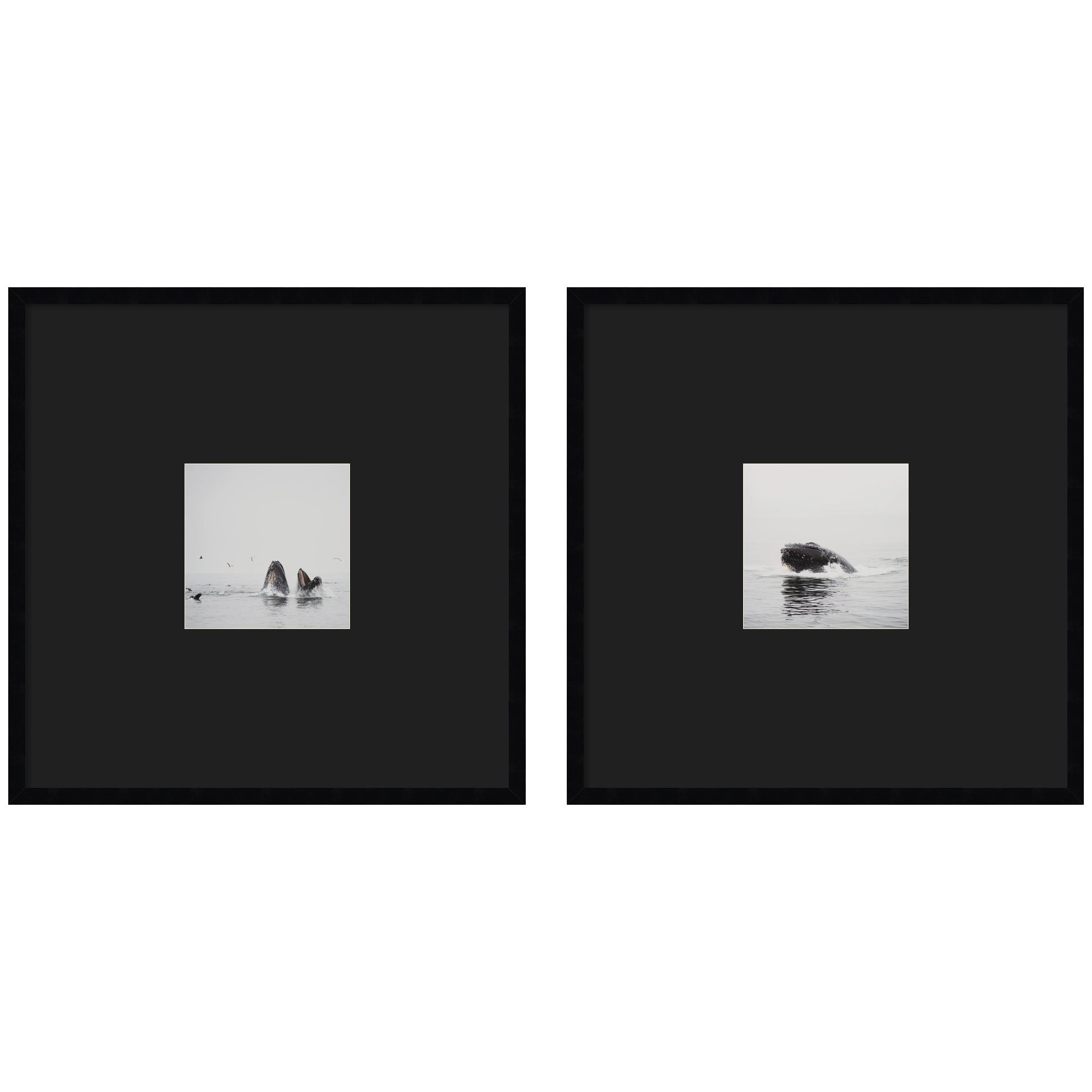 Humpback Whale 2 Piece Framed Wall Art Print Set