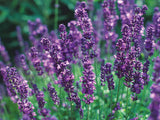 Clusters of vibrant purple English lavender flowers with green stems densely packed, shown in natural outdoor lighting with a blurred green background.