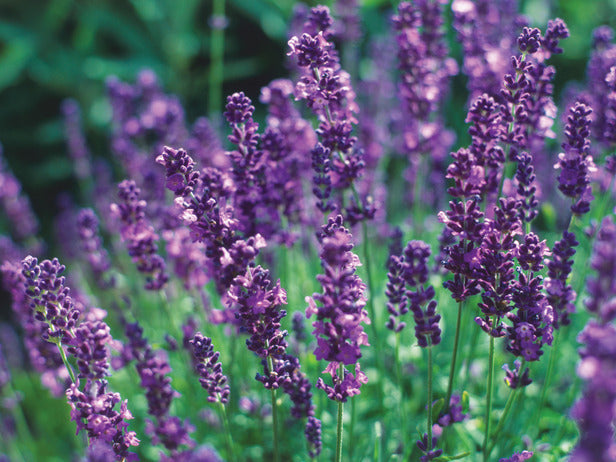 Clusters of vibrant purple English lavender flowers with green stems densely packed, shown in natural outdoor lighting with a blurred green background.