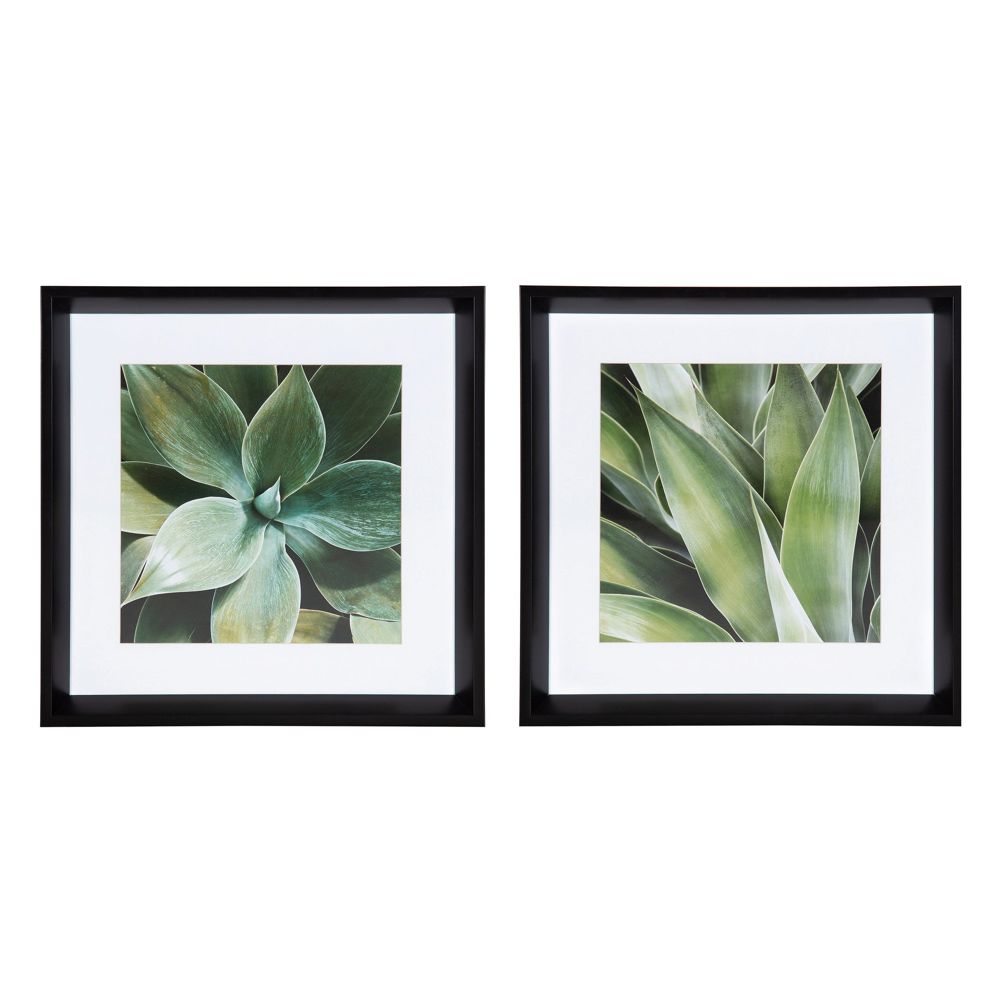 Calter Succulent Leaves Framed Print Art Set by Amy Peterson by kateandlaurel - product image 10 for Resin Society