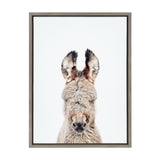 Framed portrait of a burro facing forward against a white background, highlighting its fluffy gray fur and prominent ears with dark tips.