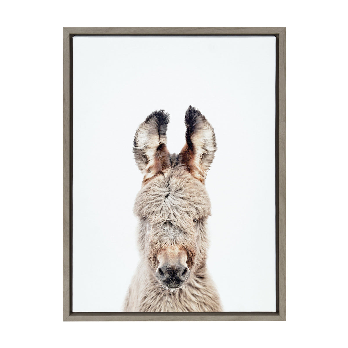 Framed portrait of a burro facing forward against a white background, highlighting its fluffy gray fur and prominent ears with dark tips.