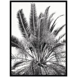 Black and white framed wall art print showing a close-up of a palm tree crown with layered, radiating fronds and fine, textured foliage details.
