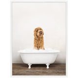 Fluffy golden Labradoodle sitting in a white clawfoot bathtub filled with bubbles on a wooden floor and plain light wall background.