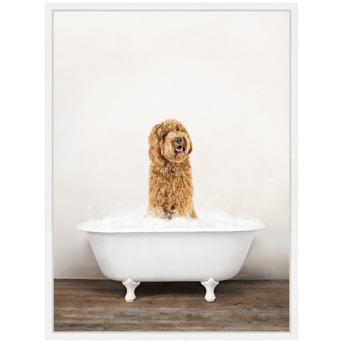 Fluffy golden Labradoodle sitting in a white clawfoot bathtub filled with bubbles on a wooden floor and plain light wall background.